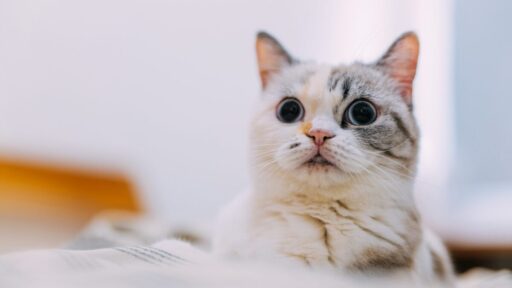 Papéis de parede de gato olhando 4 Gato Olhando Wallpaper Papel de parede