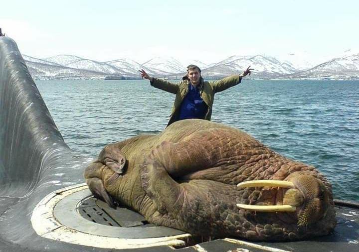 Morsa gigante dormindo em um submarino russo