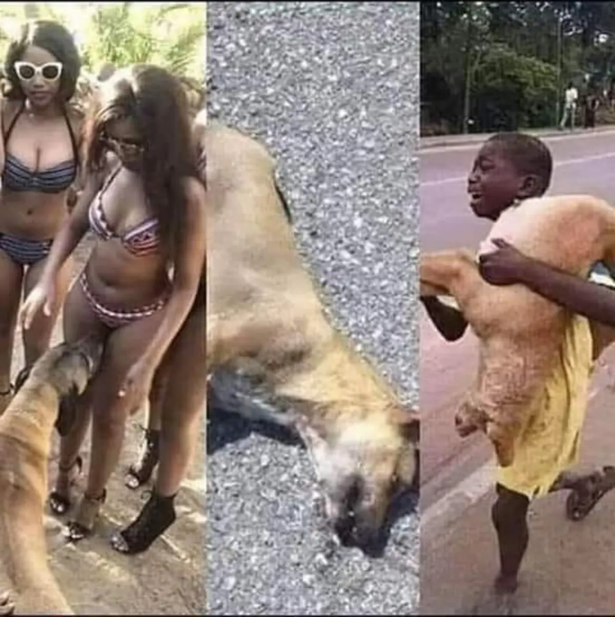 Coitado do costelinha morreu Coitado do costelinha morreu