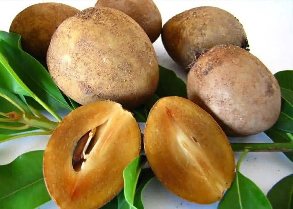 Jenipapo fruta Jenipapo fruta