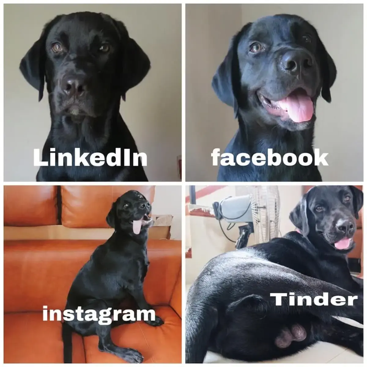 Linkedin facebook Instagran e Tinder