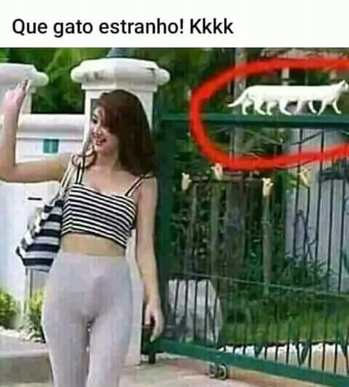 Mano que gato estranho