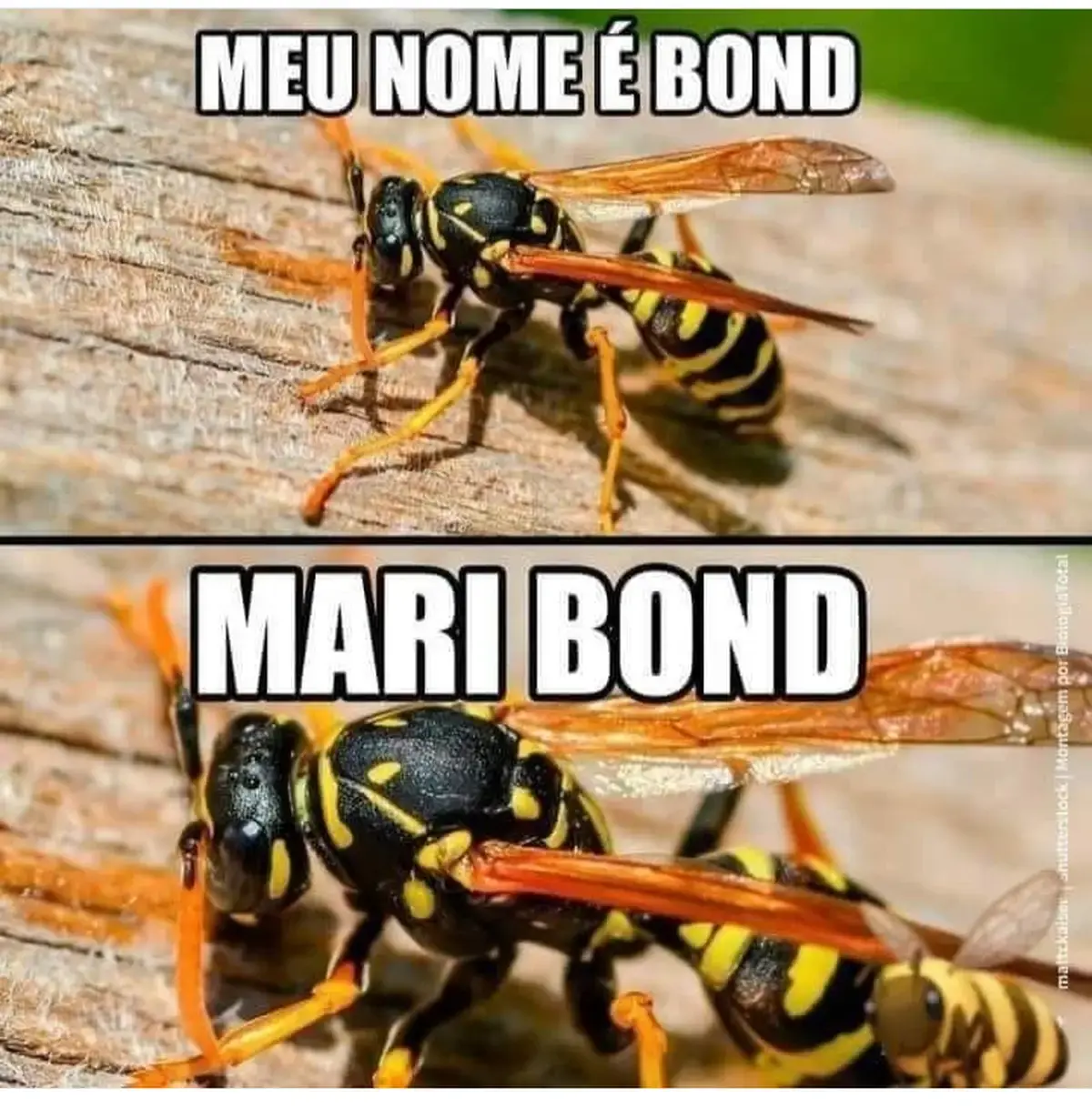Meu nome e bond Mari bond