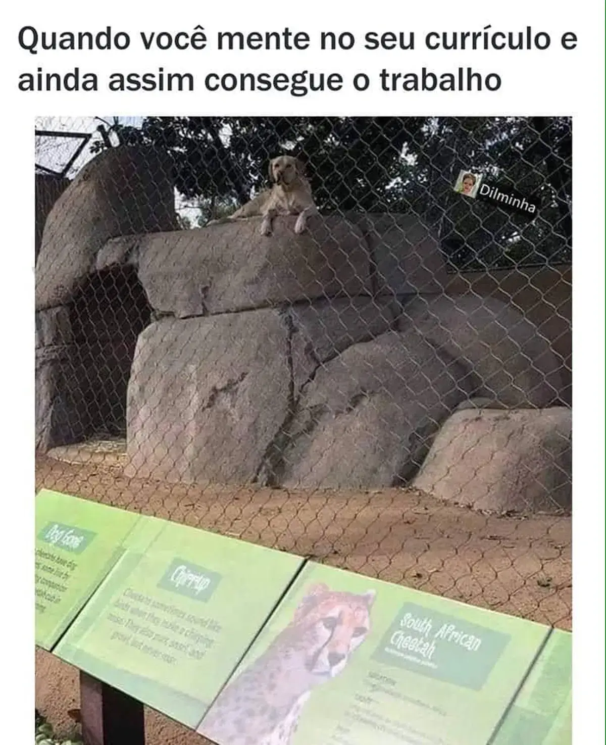 Quando voce mente no curriculum e ainda consegue o emprego