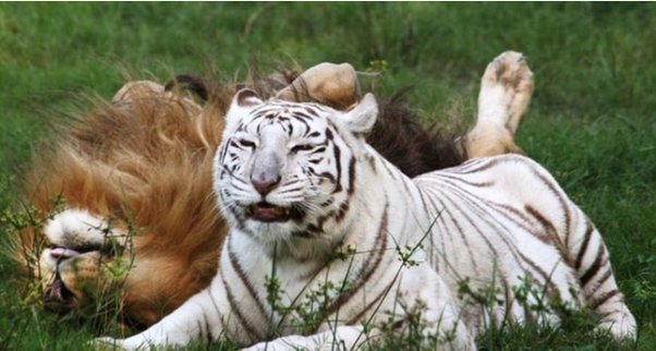 Leão se apaixona por tigresa branca e eles escapam de zoológico juntos 3 Casal de felinos