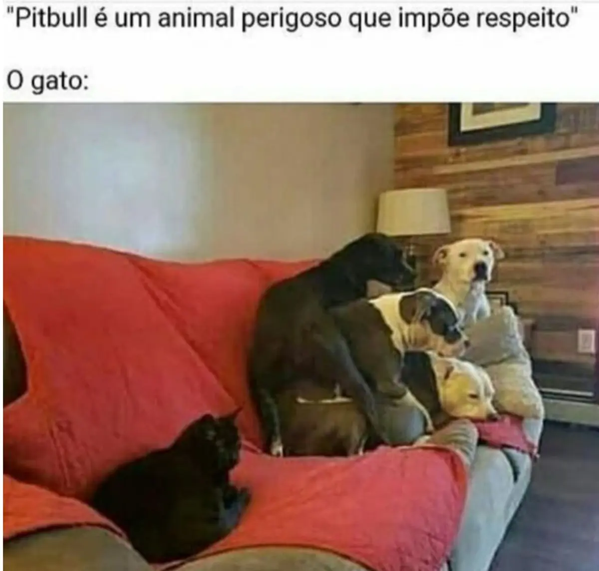 Gato vs Pitbull Gato vs Pitbull