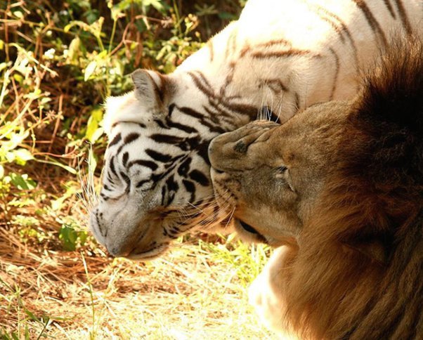 Leão se apaixona por tigresa branca e eles escapam de zoológico juntos 5 Leao e Tigresa Branca