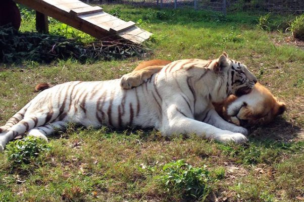 Leão se apaixona por tigresa branca e eles escapam de zoológico juntos 6 Leao e Tigresa brincando