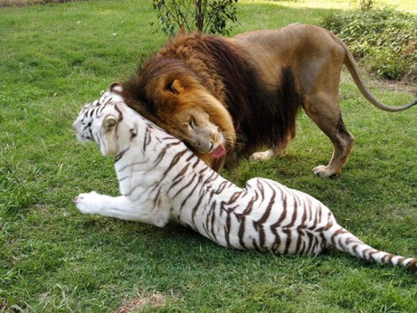 Leão se apaixona por tigresa branca e eles escapam de zoológico juntos 4 Leao e Tigresa
