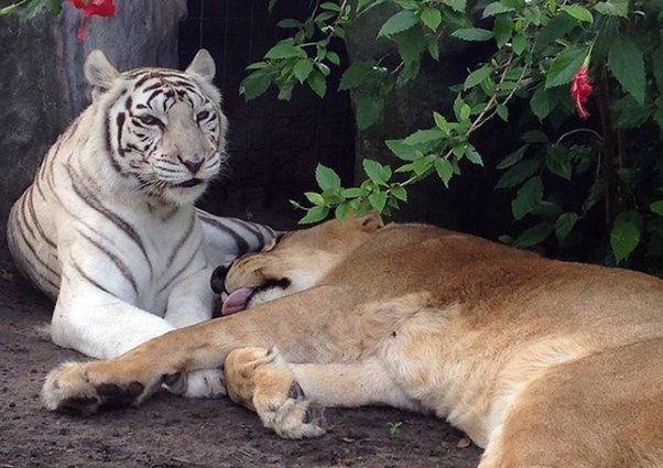 Leão se apaixona por tigresa branca e eles escapam de zoológico juntos 7 Tigresa e Leao