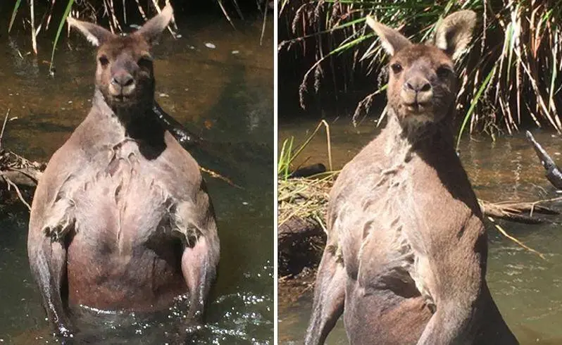 Canguru Cinzento Canguru Cinzento