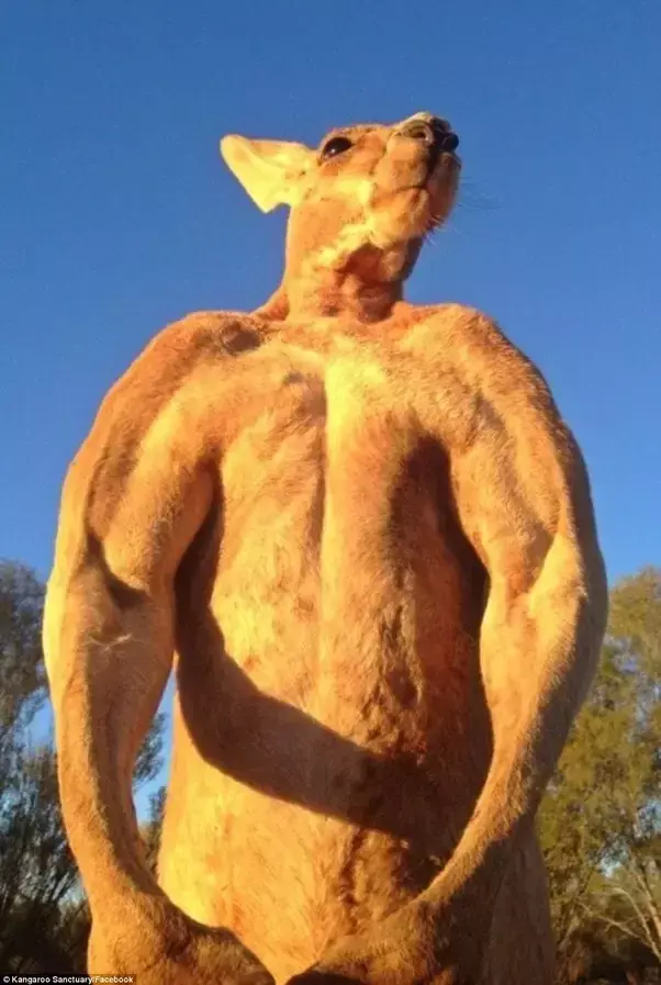 Skippy Skippy