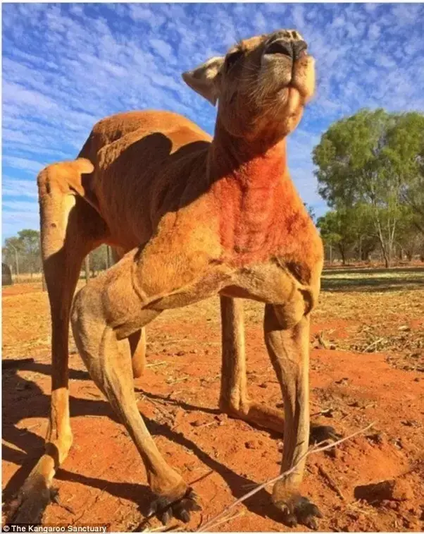 Skippy Skippy