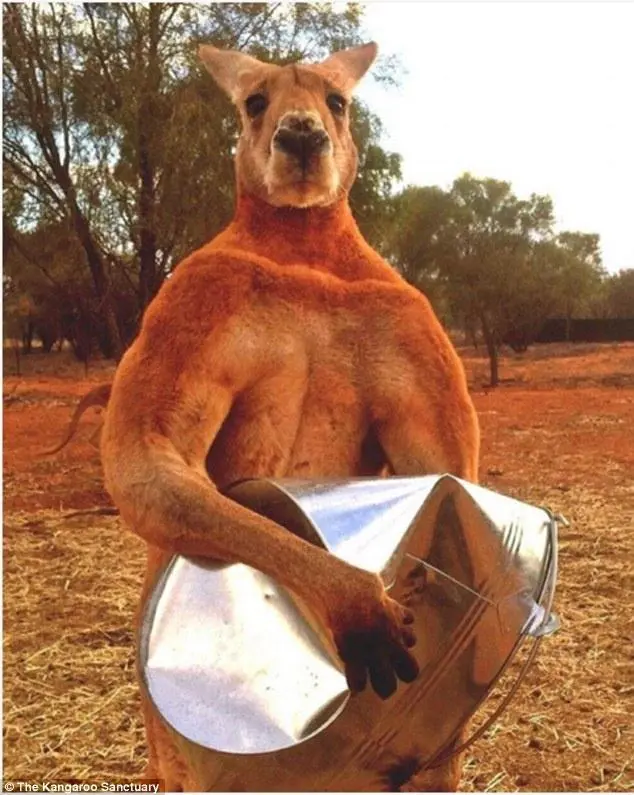 Skippy Skippy