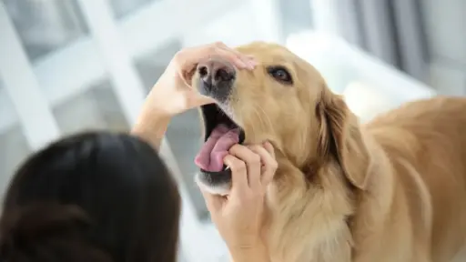 cachorro
