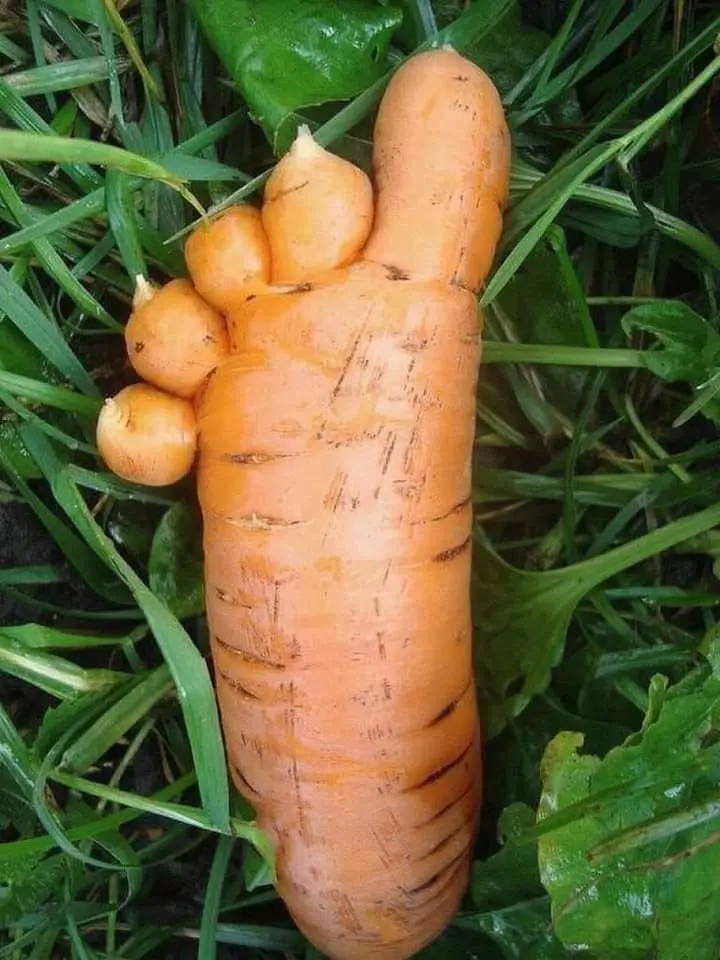 Pe de cenoura Pe de cenoura