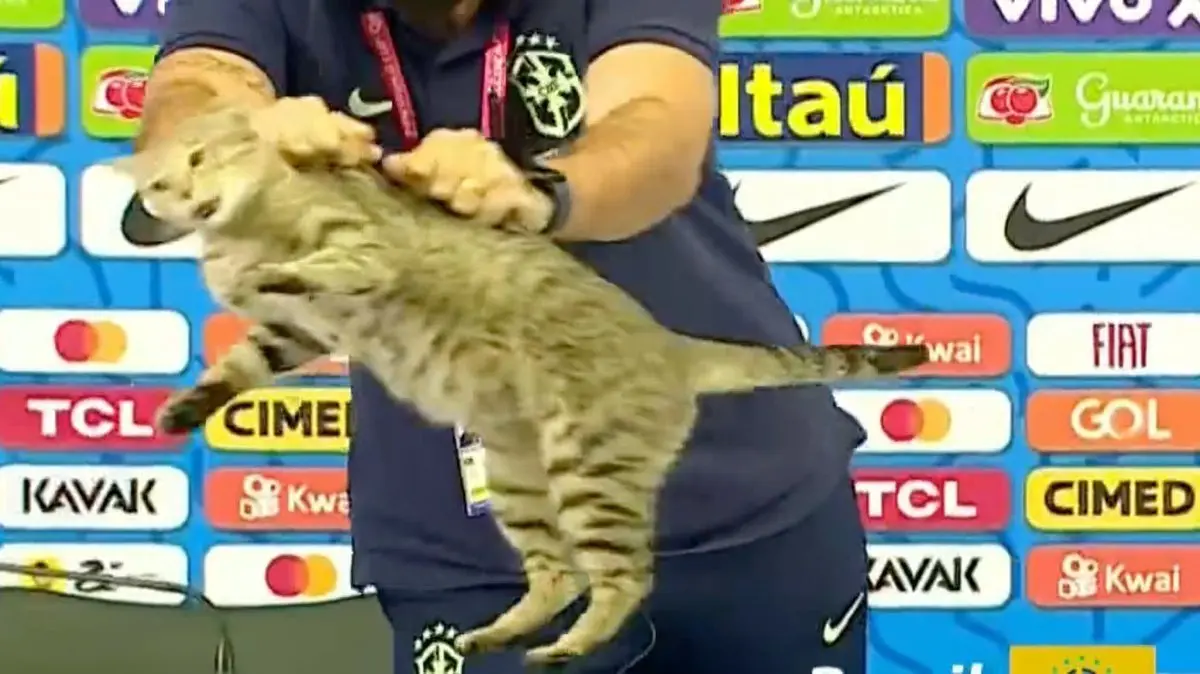 Gatinho na coletiva do Brasil