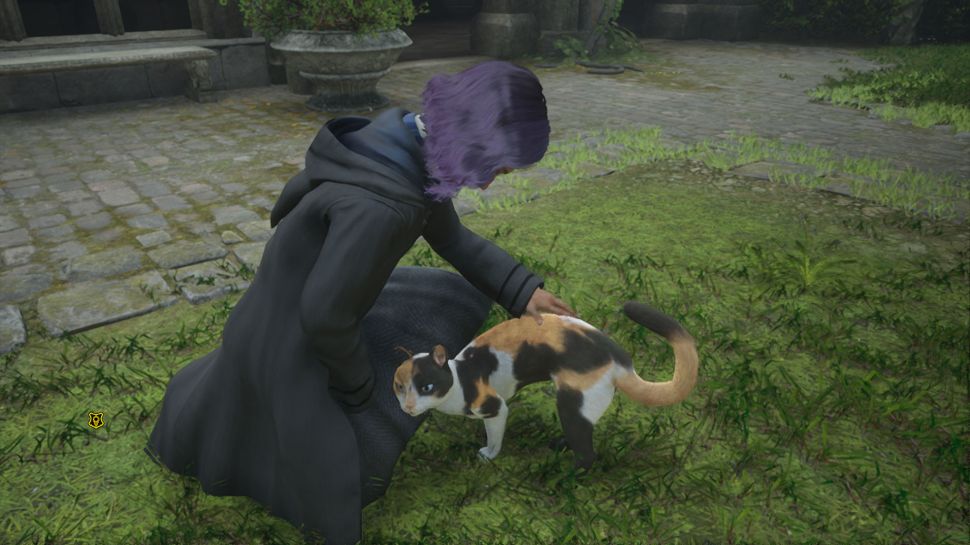 gatos gatos